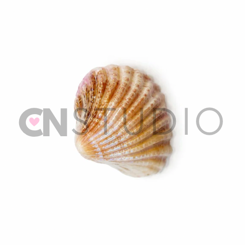 Schelp Marble