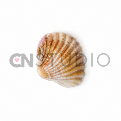 Schelp Marble